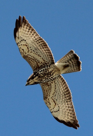 A broad winged hawk is among several migratory birds in the Keys. 